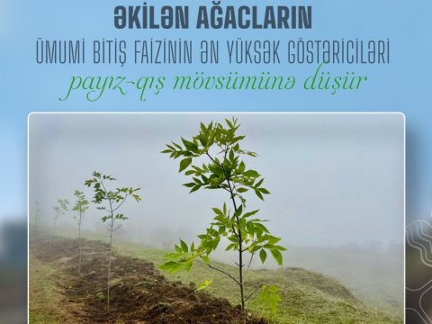 Ağacların bitiş faizi payız-qış aylarında yüksək olur