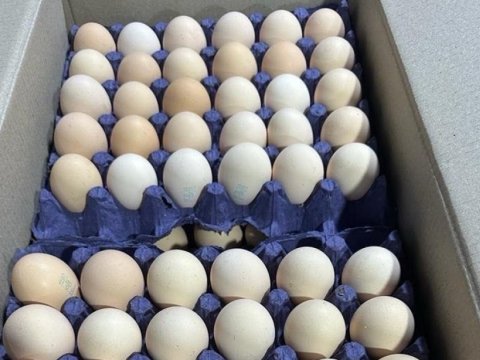 Azərbaycandan Rusiyaya 36 ton yumurta göndərilib