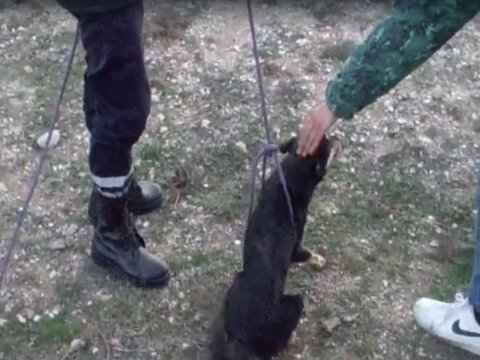 Quyuya düşən it xilas edildi