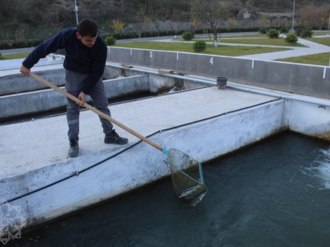 Laçında yetişdirilən balıqlar gələn ildən bazarlara çıxarılacaq