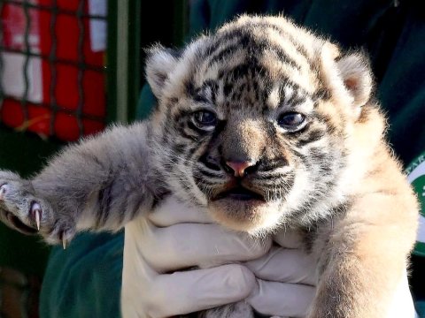 Romada nəsli kəsilməkdə olan Sumatra pələngi doğuldu - VİDEO