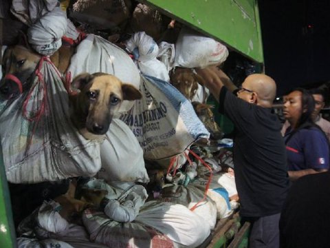 226 iti kəsimə aparanlar saxlanıldı