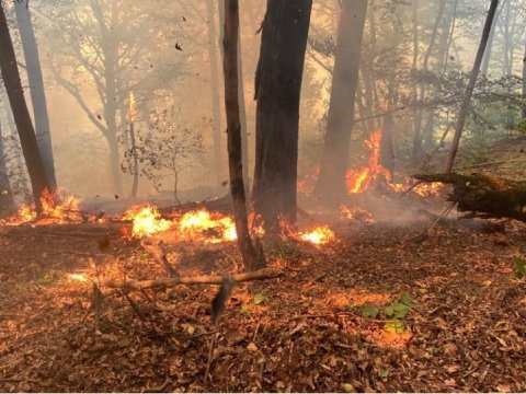 Masallıda meşə ərazisində YANĞIN