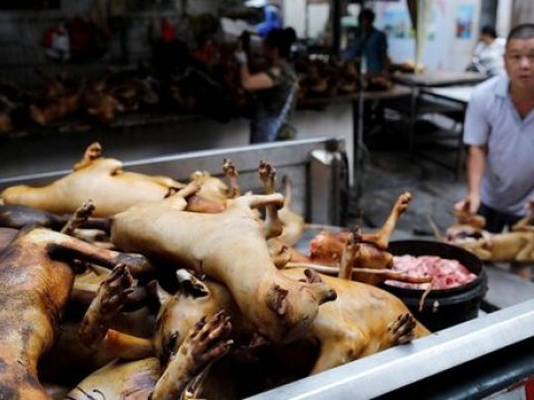 Cənubi Koreyada it ətindən istifadə qadağan olunur