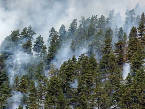 Rusiyanın meşə sənayesi Çinin diqqətində