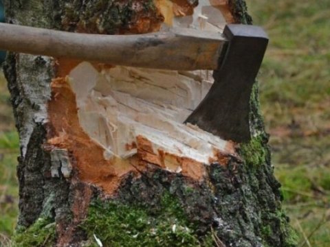 Təbiətə 61 min manatlıq ziyan vuruldu - Cinayət işləri açıldı