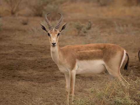 Samux ərazisinə 16 ceyran buraxıldı