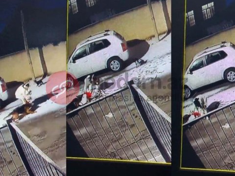 Bakıda dəhşət: İt ana və qızına hücum etdi - Anbaan görüntülər