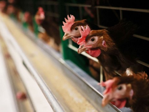 Macarıstanda quş qripi epidemiyası