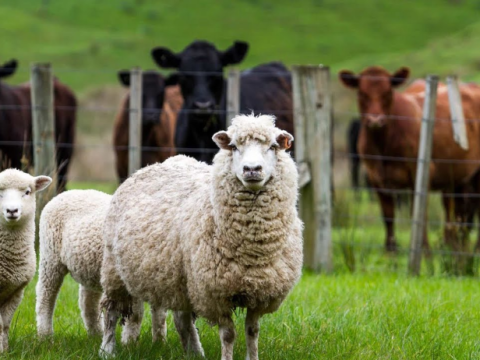 Azərbaycanda inək, camış, qoyun və keçilərin sayı AZALIB
