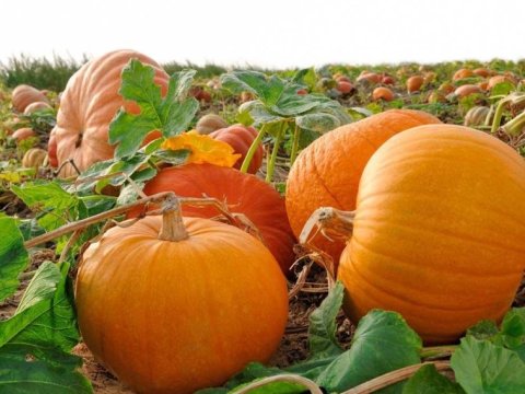 Azərbaycan balqabağı da xaricdən alır?