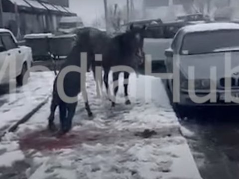 İrəvanda atı maşın vurdu - FOTO