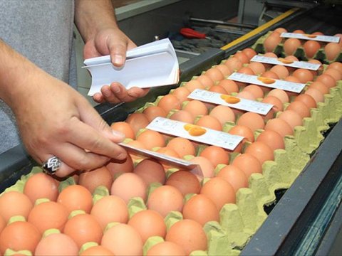 Türkiyədən Rusiyaya 1.5 milyon yumurta ixrac edilib