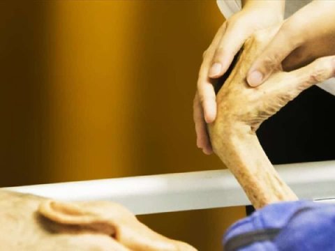 Daha bir ölkədə evtanaziya qanuniləşdi