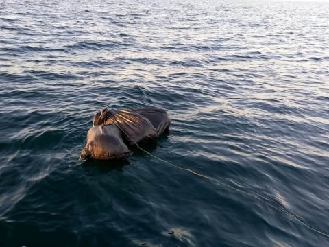 Xəzərdə 14 kiloqramdan çox marixuana aşkarlandı - FOTO