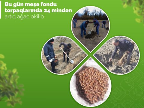 Bu gün 24 mindən artıq ağac əkilib