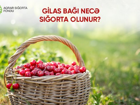 Gilas bağları necə sığorta olunur?