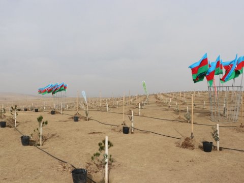 Müşfiqabadda növbəti ağacəkmə aksiyası keçirilib - FOTO