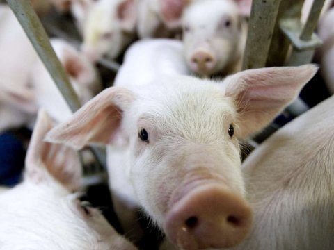 Azərbaycanda donuzların sayı azalıb - Ən çox hansı rayonlarda saxlanılır...