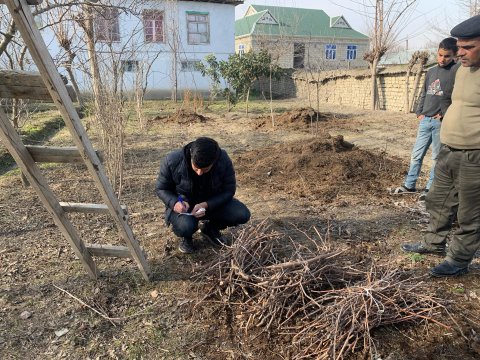 Yerli üzüm sortlarının qorunub saxlanılması  ilə bağlı ekspedisiyalar təşkil olunur