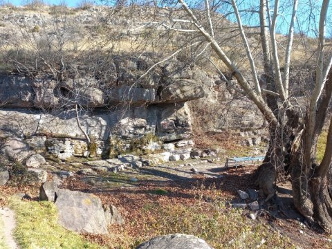 Ermənilərin Malıbəylidə yandırdığı Xan çinarı yenidən qol-budaq atıb - VİDEO