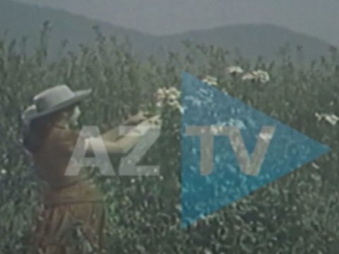 Zaqatalanın arxiv GÖRÜNTÜLƏRİ