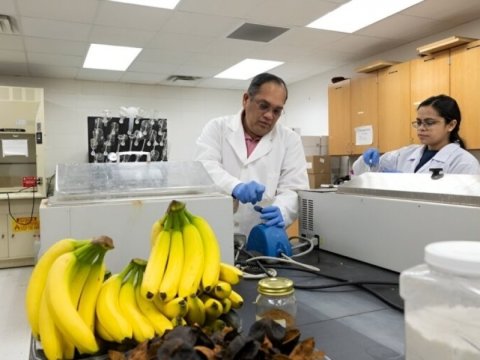 Alimlər plastiki əvəzləmək üçün banan qabığından istifadə etdilər