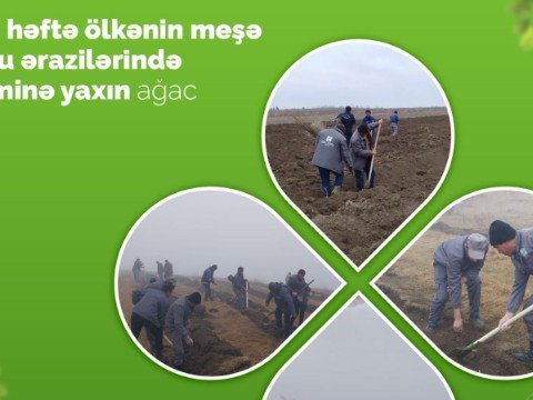 Ötən həftə 140 min ağac əkilib