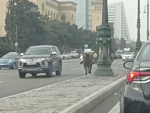Bakıda iribuynuzlu heyvan avtomobillərlə 