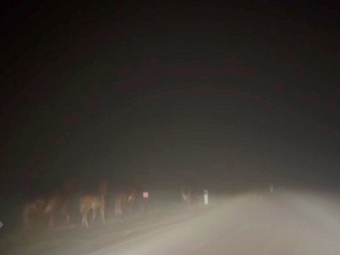 Şuşa-Laçın yolunda maraqlı anlar - FOTO