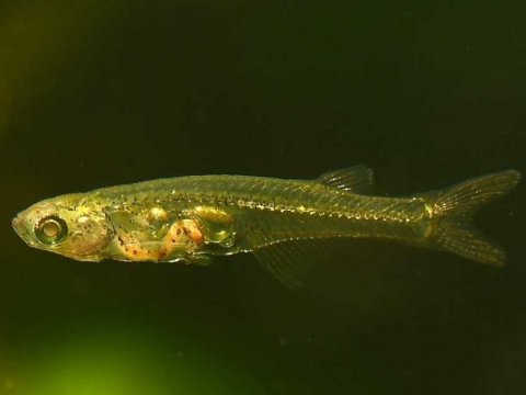 Kiçik balıqlar daha yüksək səs çıxarırmış