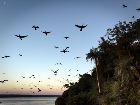 Köçəri quşların ov mövsümü BAŞA ÇATIR