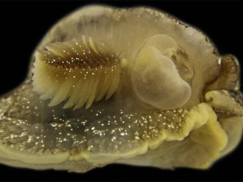 Dəniz şlakının yeni növü aşkar edildi 