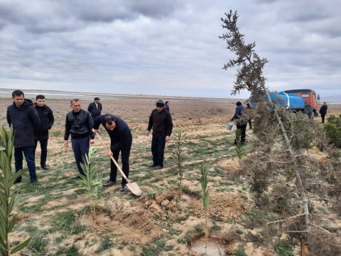 Hacıqabulda 1000-dən çox ağac əkildi - FOTO
