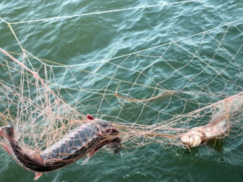Qanunsuz balıq ovlayan şəxs SAXLANILDI