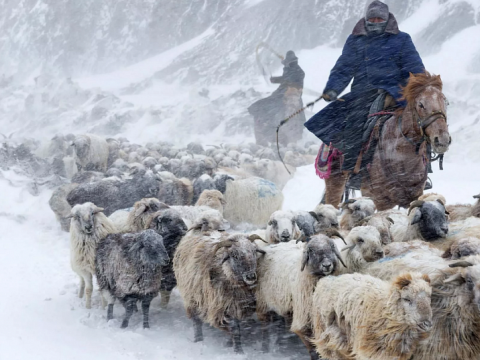 Güclü qar 3 milyondan çox heyvanı öldürdü