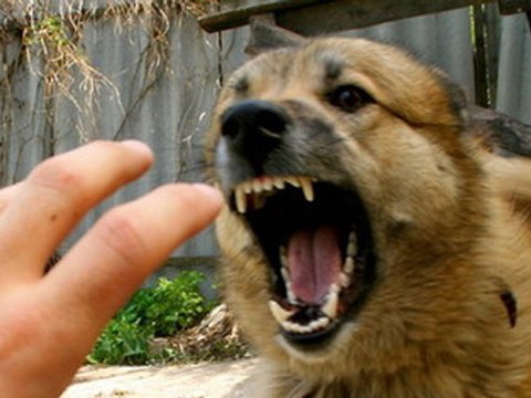 İt dişləyən uzağın vəziyyəti ağırdı - TƏBİB