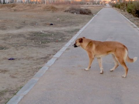 Bakıda sahibsiz itlərlə hansı qurum mübarizə aparır?