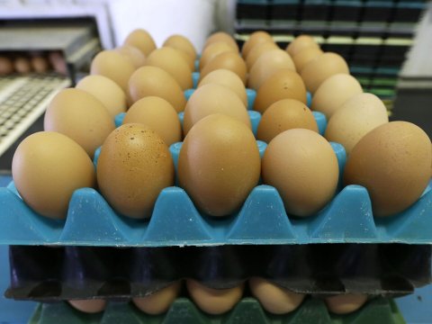 Azərbaycan Rusiyaya milyonlarla yumurta göndərdi