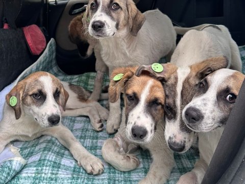 Gürcüstanda küçə itlərinin məlumat bazası və rəqəmsal xəritəsi yaradılıb - 30 min