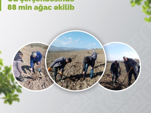 Od çərşənbəsində 88 min ağac əkilib