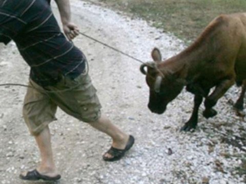 Şəkidə inək vuran kişi öldü