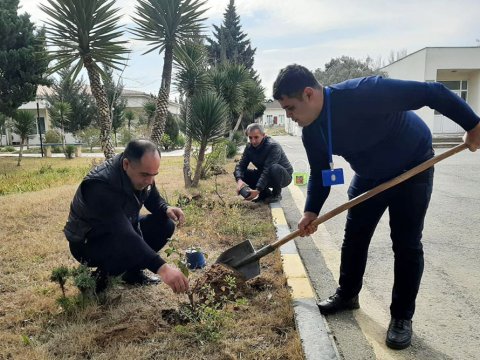 Orduda keçirilən ağacəkmə aksiyaları davam edir - FOTO