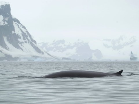Ukrayna tədqiqatçıları dünyanın ən böyük balinalarından birini AŞKARLAYIBLAR