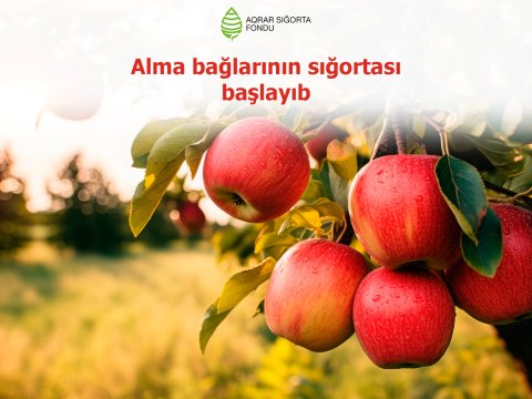 Azərbaycanda alma bağlarının sığortası dövrü başlayıb