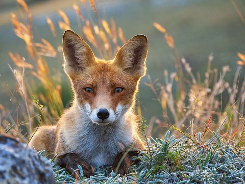Ukraynada heyvanlar da müharibənin qurbanıdır