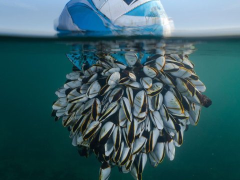 Britaniyanın Vəhşi Təbiət Fotoqrafiya Müsabiqəsinin qalibləri - FOTOLAR