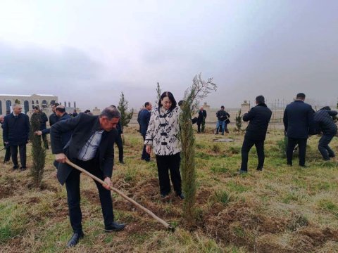 Goranboyda ağacəkmə aksiyası - FOTOLAR