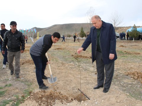 Naxçıvanda bir gündə 100 min ağac əkilib - FOTO