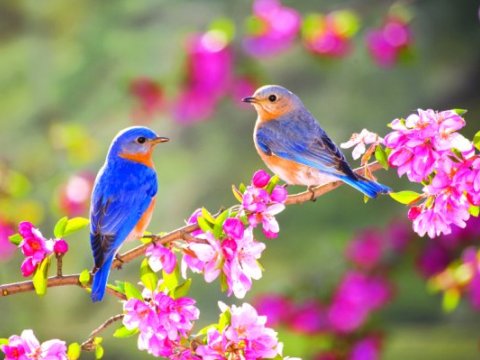 Azərbaycanda yaz fəsli başlayır - Tarix AÇIQLANDI